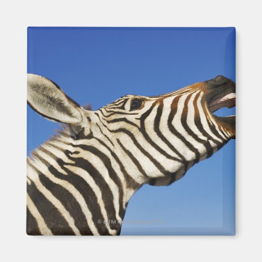 Harnas Wildlife Sanctuary, Namibia, Süd Magnet (Vorne)