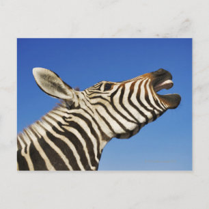 Harnas Wildlife Sanctuary, Namibia, Süd Postkarte