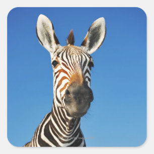 Harnas Wildlife Sanctuary, Namibia, Süd Quadratischer Aufkleber
