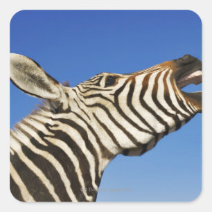 Harnas Wildlife Sanctuary, Namibia, Süd Quadratischer Aufkleber