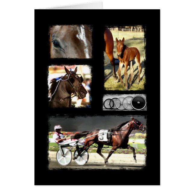 Harness Racing Sport (Vorne)