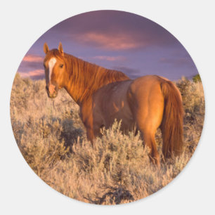 Harney County Wildpferd steht auf der Hut Runder Aufkleber