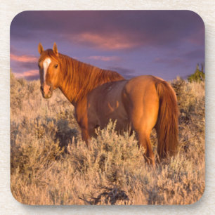Harney County Wildpferd steht auf der Hut Untersetzer
