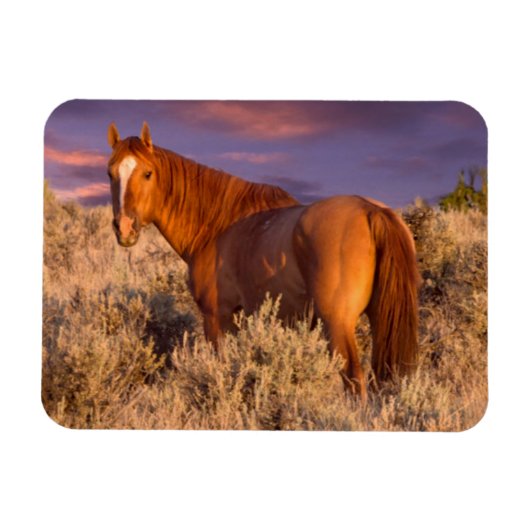 Harney Landkreis Wild Pferd steht Alarm Magnet (Horizontal)