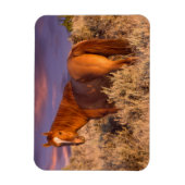Harney Landkreis Wild Pferd steht Alarm Magnet (Vertikal)