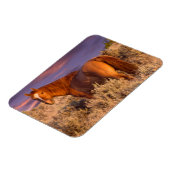 Harney Landkreis Wild Pferd steht Alarm Magnet (Linke Seite)