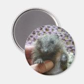 Harold Der Igel Magnet (Vorderseite/Rückseite)
