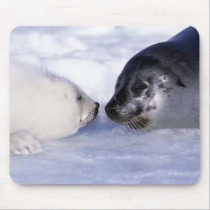 Harp Seal Mother with Pup Mousepad