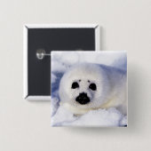 Harp Siegel pup ice Gulf of St. Lawrence, Button (Vorne & Hinten)
