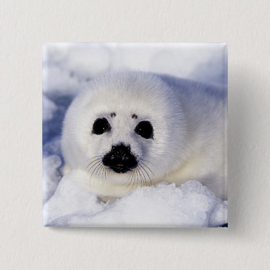 Harp Siegel pup ice Gulf of St. Lawrence, Button (Vorderseite)