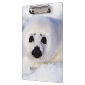 Harp Siegel pup ice Gulf of St. Lawrence, Klemmbrett (Links)