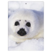 Harp Siegel pup ice Gulf of St. Lawrence, Klemmbrett (Rückseite)
