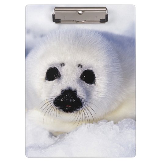 Harp Siegel pup ice Gulf of St. Lawrence, Klemmbrett (Vorderseite)