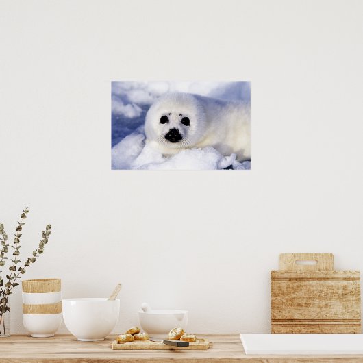 Harp Siegel pup ice Gulf of St. Lawrence, Poster (Küche)