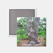 Harp Tree Caladesi Island Magnet (Vorderseite/Rückseite)