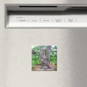 Harp Tree Caladesi Island Magnet (In Situ (Geschirrspüler))