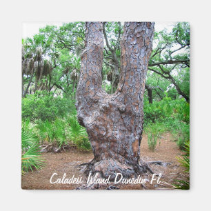 Harp Tree Caladesi Island Magnet