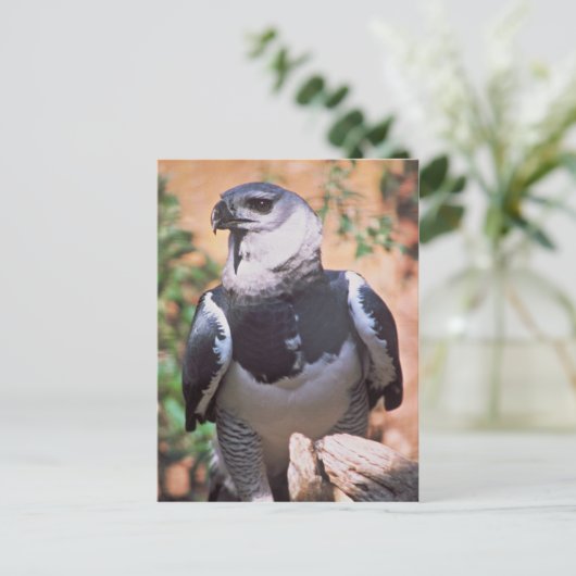 Harpey Eagle Postkarte (Stehend Vorderseite)