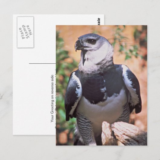 Harpey Eagle Postkarte (Vorne/Hinten)