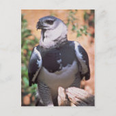 Harpey Eagle Postkarte (Vorderseite)