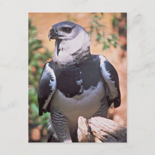 Harpey Eagle Postkarte (Vorderseite)