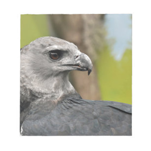 Harpy Eagle 1.JPG Notizblock