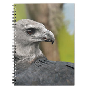 Harpy Eagle 1.JPG Notizblock