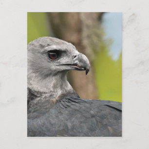 Harpy Eagle 1.JPG Postkarte