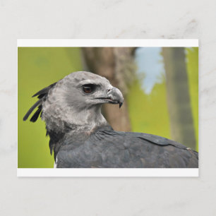Harpy Eagle 1.JPG Postkarte