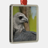 Harpy Eagle 1.JPG Silbernes Ornament (Rechts)