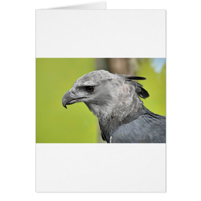 Harpy Eagle 2.JPG (Vorne)