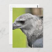 Harpy Eagle 2.JPG Postkarte (Vorne/Hinten)