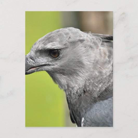 Harpy Eagle 2.JPG Postkarte (Vorderseite)