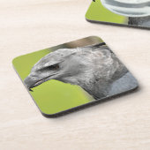 Harpy Eagle 2.JPG Untersetzer (Linke Seite)