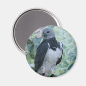 Harpy Eagle Captive Magnet (Vorderseite/Rückseite)