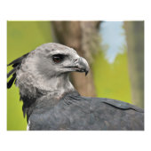 Harpy Eagle Fotodruck (Vorne)