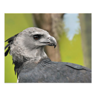 Harpy Eagle Fotodruck