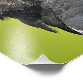 Harpy Eagle Fotodruck (Ecke)