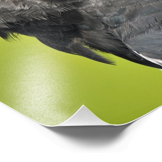 Harpy Eagle Fotodruck (Ecke)