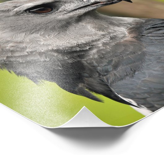 Harpy Eagle. Fotodruck (Ecke)