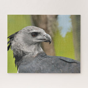 Harpy Eagle Jigsaw Puzzle