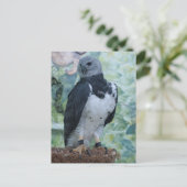 Harpy Eagle Postkarte (Stehend Vorderseite)