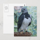 Harpy Eagle Postkarte (Vorne/Hinten)