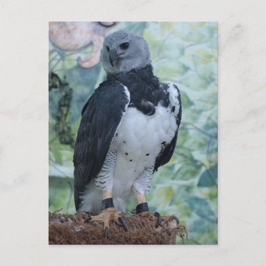 Harpy Eagle Postkarte (Vorderseite)