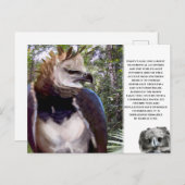 "Harpy Eagle" Postkarte (Vorne/Hinten)