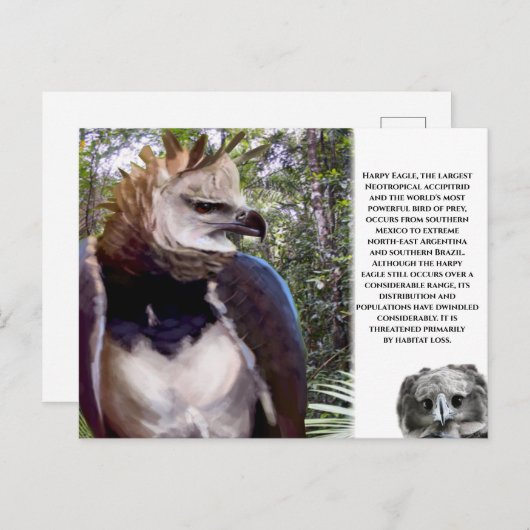 "Harpy Eagle" Postkarte (Vorne/Hinten)