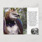 "Harpy Eagle" Postkarte (Vorderseite)