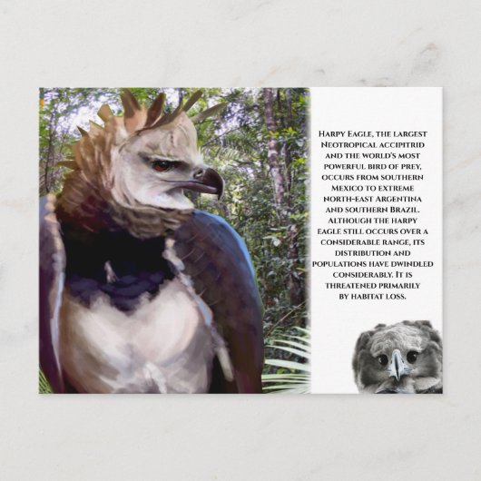 "Harpy Eagle" Postkarte (Vorderseite)