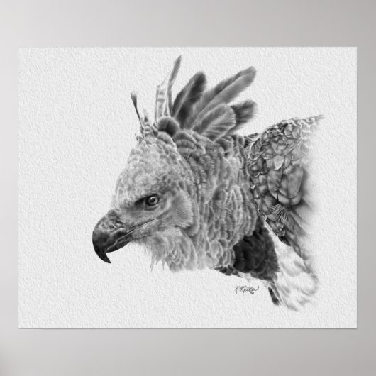 Harpy Eagle Zeichnend Poster (Vorne)