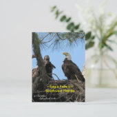 Harriet Eagle Familienvögel Florida Postcard Postkarte (Stehend Vorderseite)